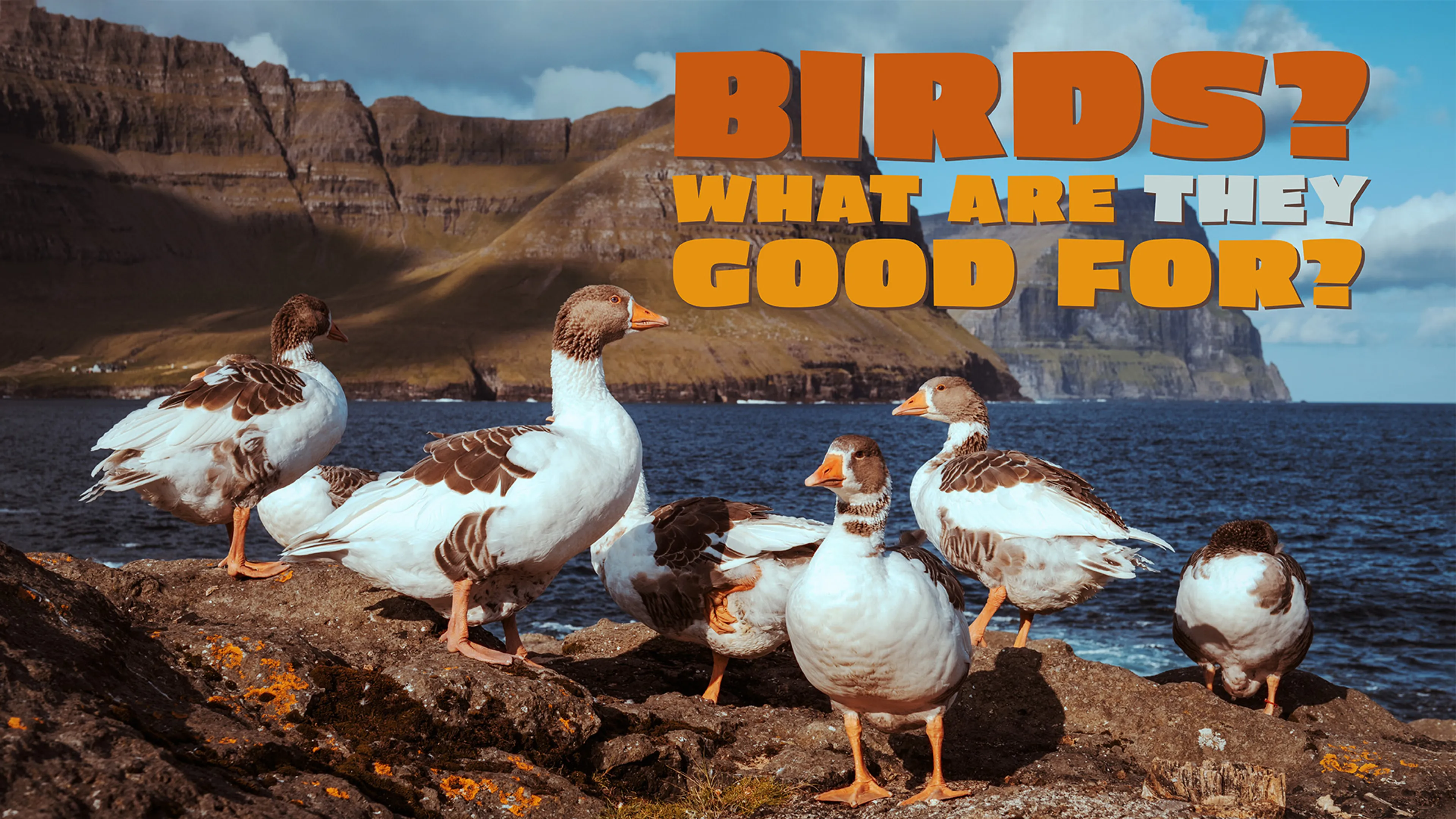Birds? What Are They Good For? poster